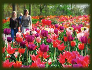 Magnifiek kleurig bollenveld in de Keukenhof